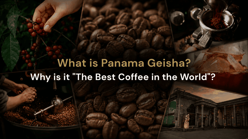 Panama Geisha specialty coffee from coffee cherries and roasting to brewing at DAVIN CAFE