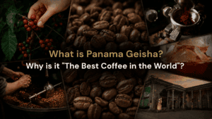 Panama Geisha specialty coffee from coffee cherries and roasting to brewing at DAVIN CAFE